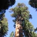 Sequoia National Park
