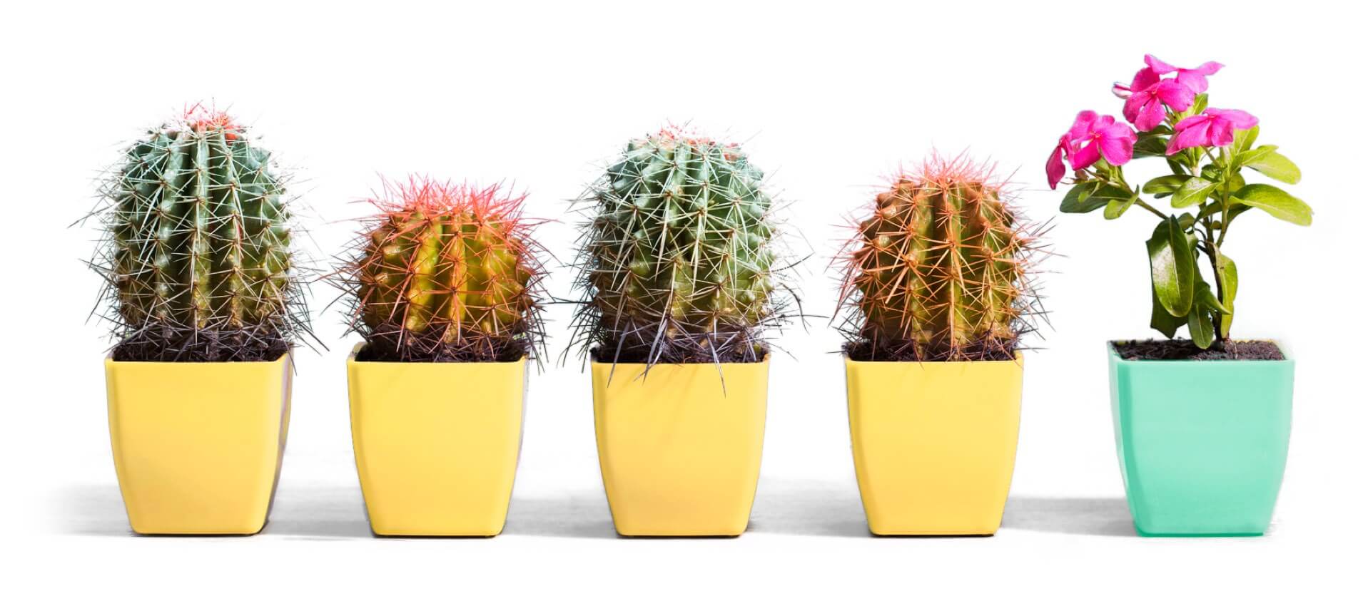 four potted cacti and one potted flower